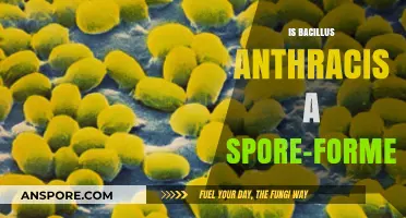 Bacillus Anthracis: Understanding Its Spore-Forming Capabilities and Implications