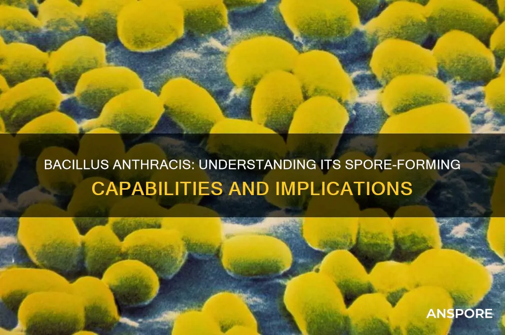is bacillus anthracis a spore-former