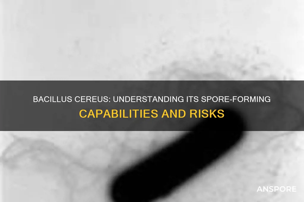 is bacillus cereus spore forming
