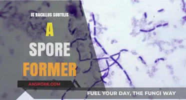 Bacillus Subtilis: Understanding Its Spore-Forming Capabilities and Significance