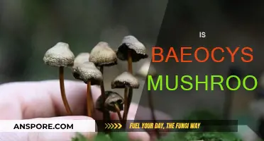 Baeocystin Mushrooms: A Beginner's Guide to Their Power