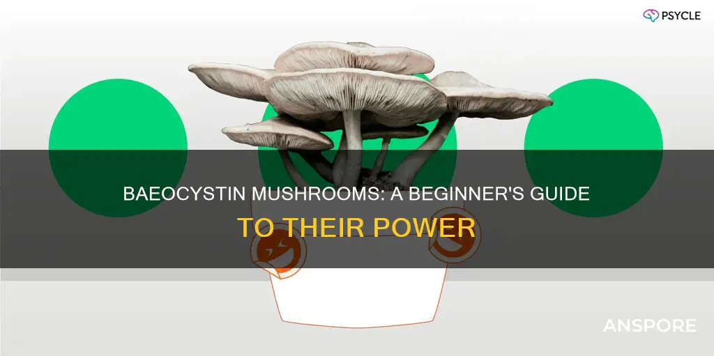 is baeocystin mushroom