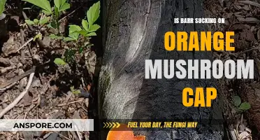 Is Barr Sucking on an Orange Mushroom Cap? Unraveling the Mystery