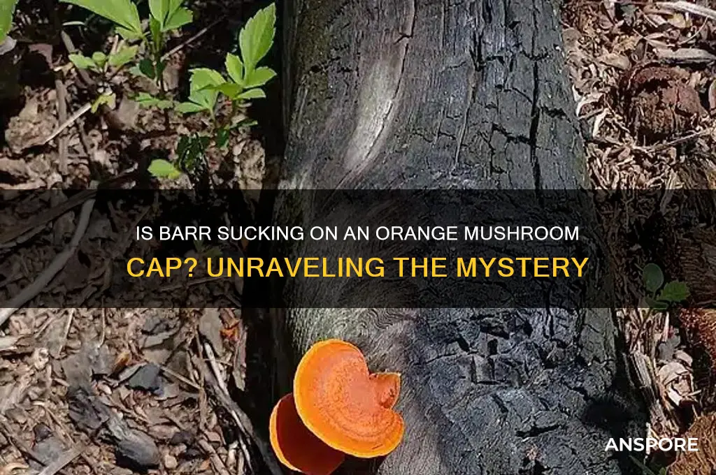 is barr sucking on orange mushroom cap