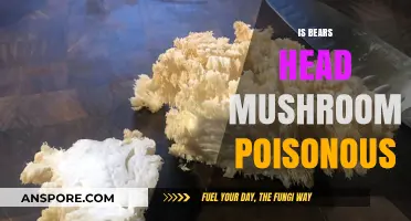 Is Bears Head Mushroom Poisonous? Uncovering the Truth About Hericium