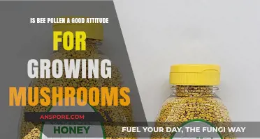 Bee Pollen's Role in Mushroom Cultivation: Benefits or Myth?
