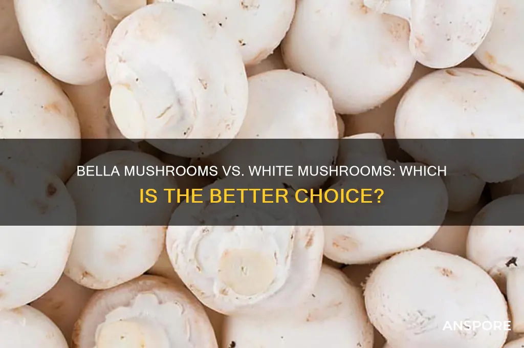 is bella mushrooms better than white mushrooms