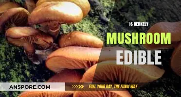Is Berkeley Mushroom Edible? A Comprehensive Guide to Safety and Identification