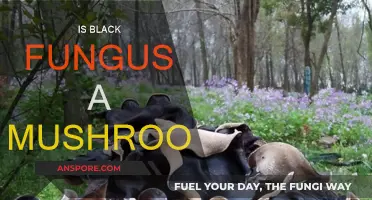 Black Fungus: Friend or Foe?