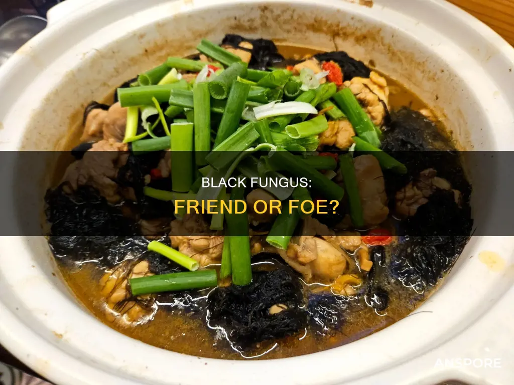 is black fungus a mushroom
