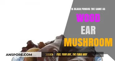 Black Fungus vs. Wood Ear Mushrooms: Unraveling the Culinary Confusion