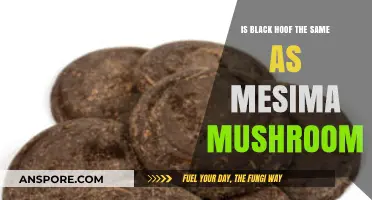 Black Hoof vs. Mesima Mushroom: Unraveling Their Differences and Uses