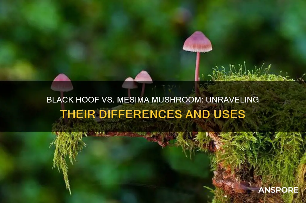is black hoof the same as mesima mushroom