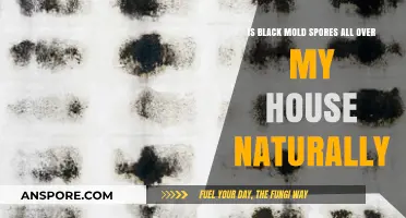 Is Black Mold Spores All Over My House Naturally?