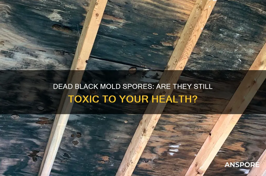 is black mold toxic after spores are dead