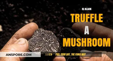 Black Truffle's Mushroom Mystery: Unveiling the Truth