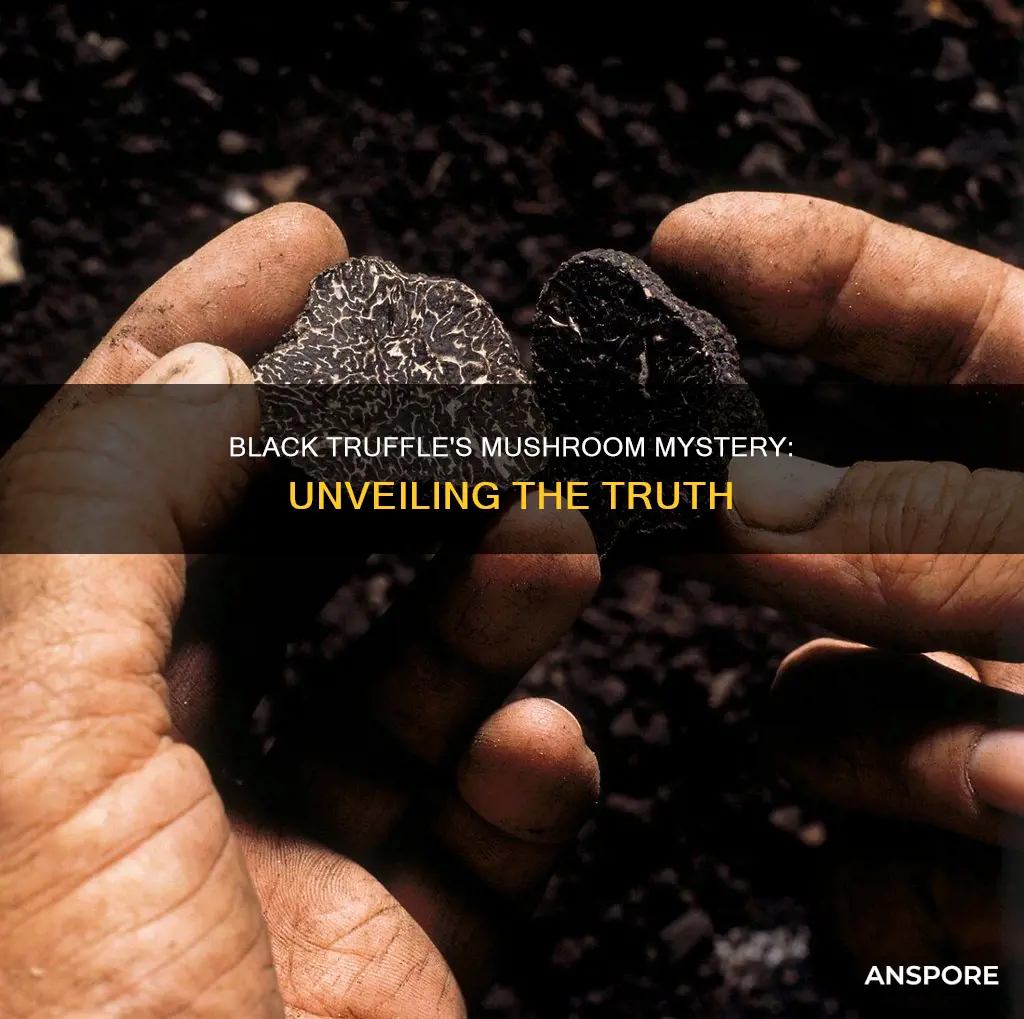 is black truffle a mushroom