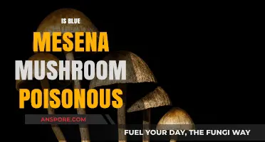 Is Blue Meanies Mushroom Poisonous? Risks and Facts Revealed