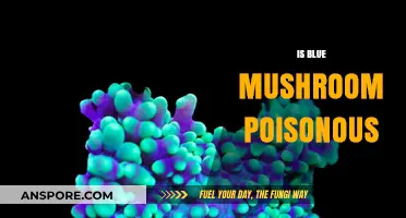 Are Blue Mushrooms Poisonous? Unveiling the Truth About Their Toxicity