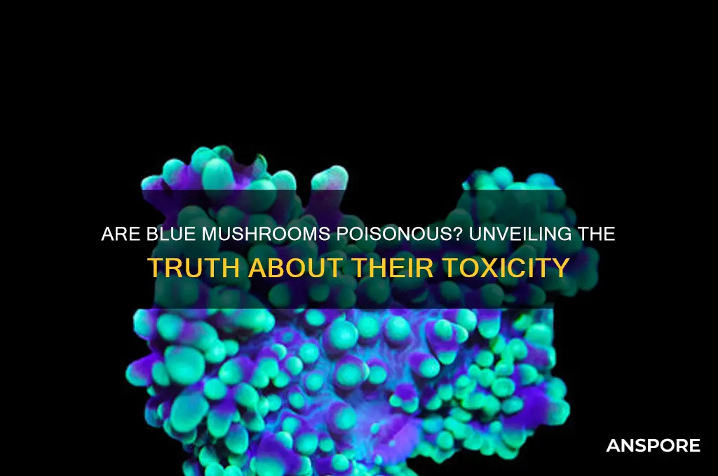 is blue mushroom poisonous