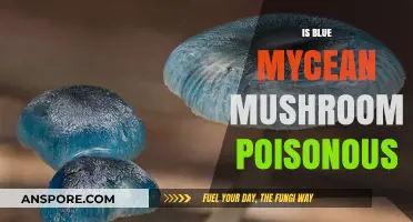 Is the Blue Mycean Mushroom Poisonous? Facts and Safety Tips