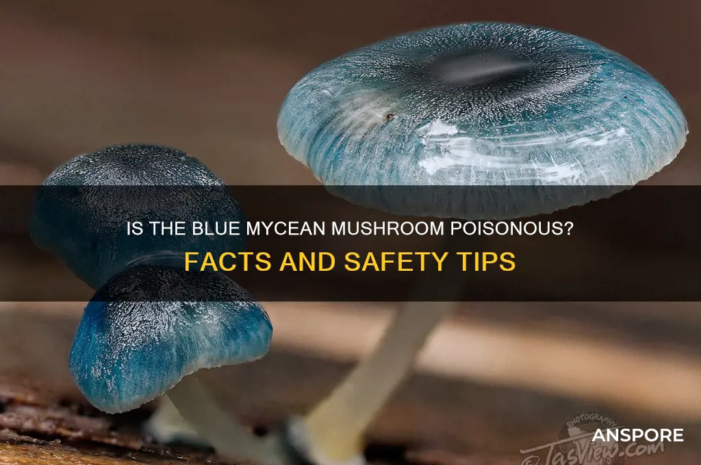 is blue mycean mushroom poisonous