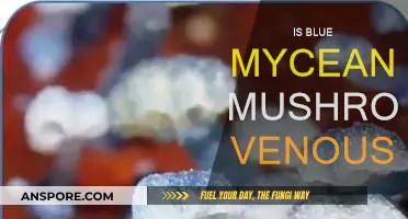 Blue Mycean Mushrooms: Are They Venous?