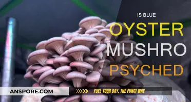 Are Blue Oyster Mushrooms a Psychedelic Trip?