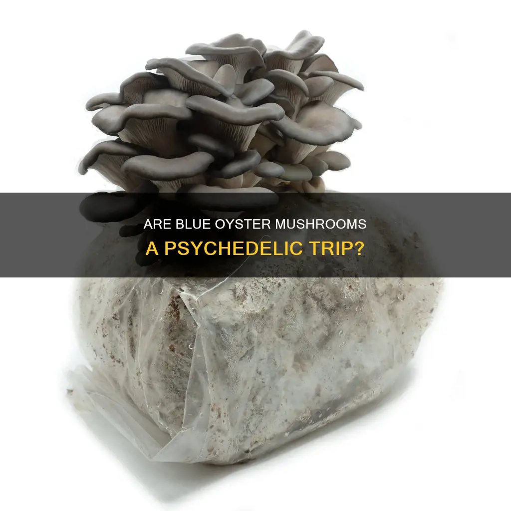 is blue oyster mushroom psychedelic