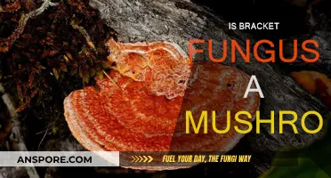 What Makes Bracket Fungi Different From Mushrooms?