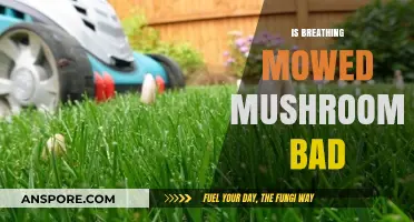 Breathing Mowed Mushrooms: Potential Risks and Health Concerns Explained
