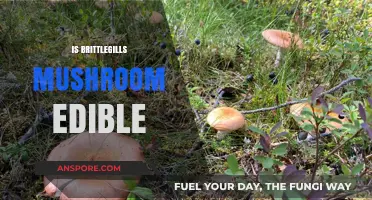 Are Brittlegills Mushrooms Safe to Eat? A Comprehensive Guide