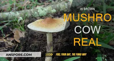 Mushroom-Colored Cows: Fact or Fiction?