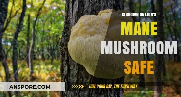 Is Brown on Lion's Mane Mushrooms Safe? A Comprehensive Guide