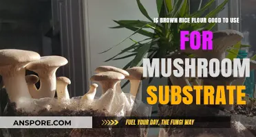 Brown Rice Flour as Mushroom Substrate: Benefits and Effectiveness