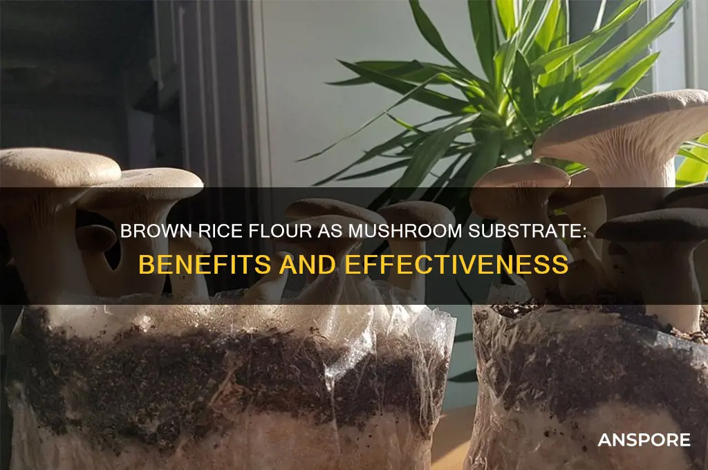 is brown rice flour good to use for mushroom substrate