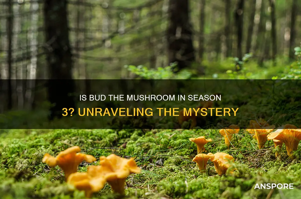 is bud the mushroom in season 3