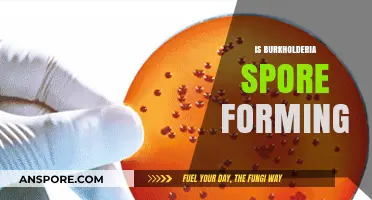 Is Burkholderia Spore-Forming? Unraveling the Bacterial Mystery