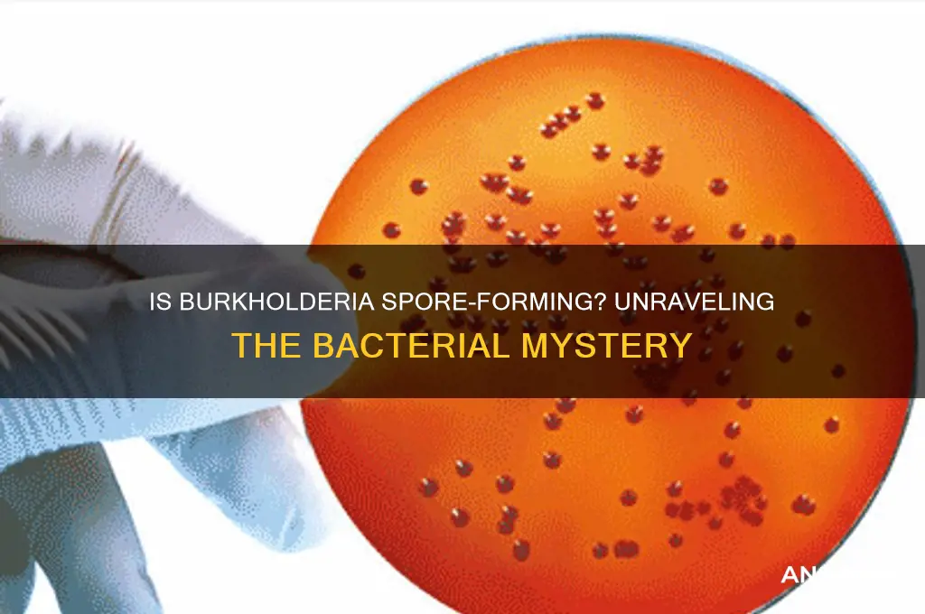 is burkholderia spore forming