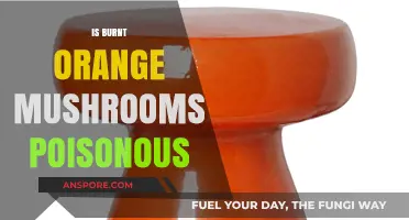 Are Burnt Orange Mushrooms Poisonous? A Comprehensive Guide to Identification