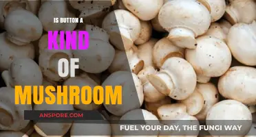 Button Mushrooms: Unraveling the Truth Behind the Fungal Confusion