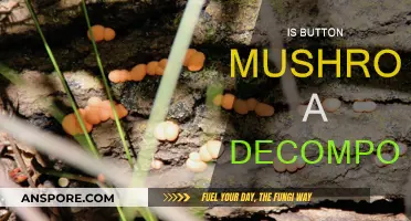 Mushroom Mysteries: Button Mushrooms as Decomposers