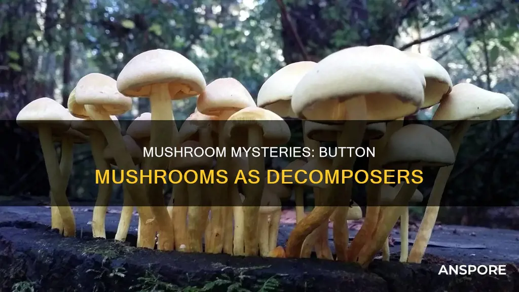 is button mushroom a decomposer