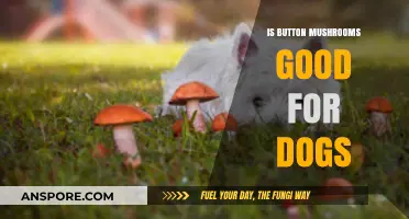 Can Dogs Eat Button Mushrooms? Safety and Health Benefits Explained