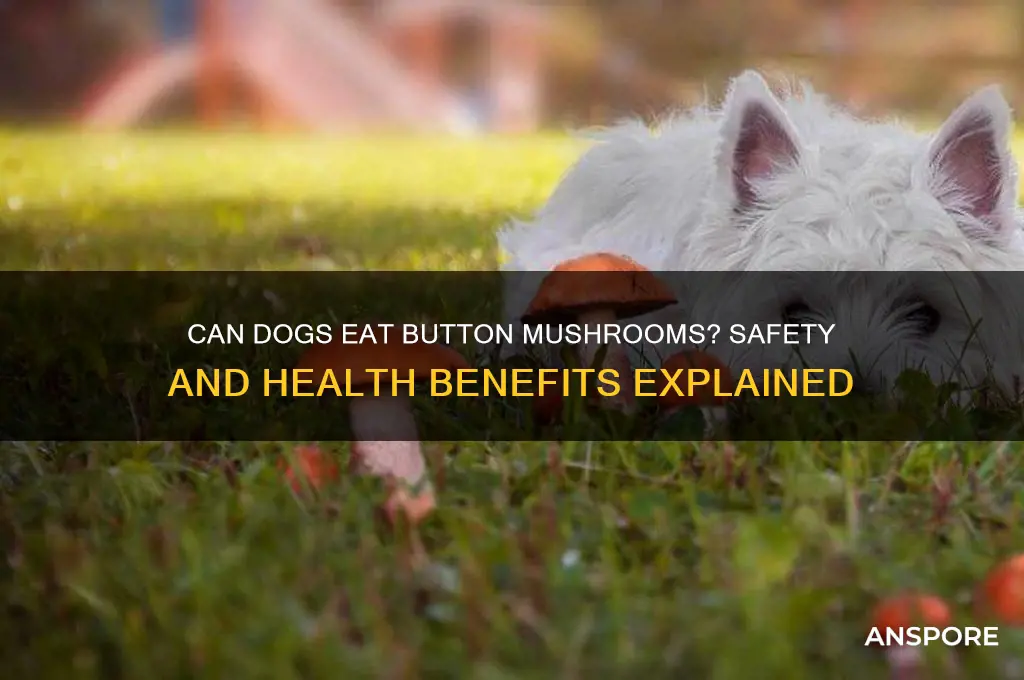 is button mushrooms good for dogs