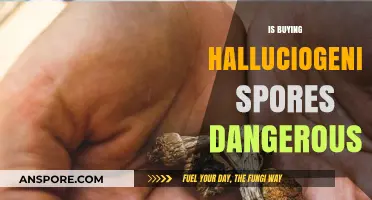 Are Hallucinogenic Spores a Risky Purchase? Exploring the Dangers