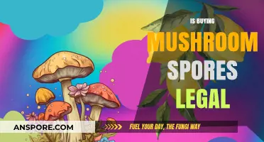 Is Buying Mushroom Spores Legal? Understanding the Laws and Risks