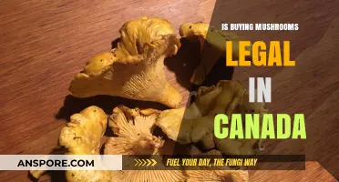 Is Buying Mushrooms Legal in Canada? A Comprehensive Guide