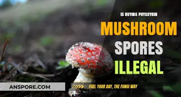 Is Buying Psilocybin Mushroom Spores Illegal? Legal Insights Explained