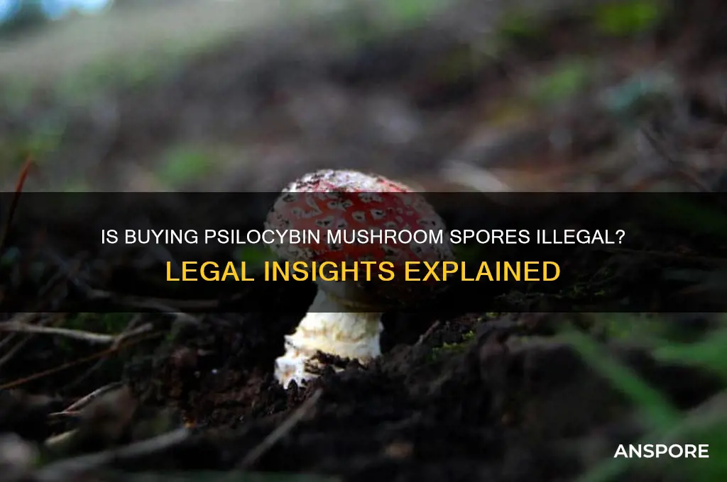 is buying physoybin mushroom spores illegal